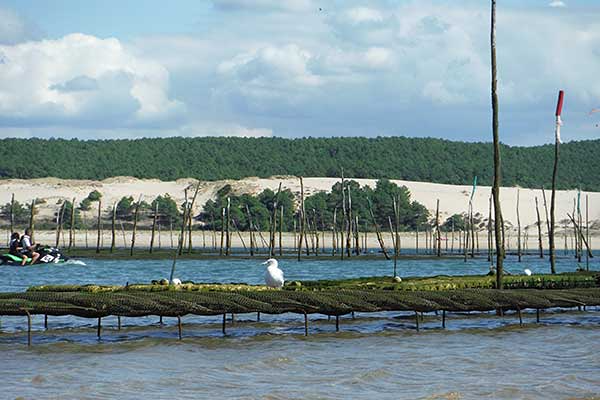 Aquaculture : bien se protéger des vols et dégradations avec Serelys Sécurtité