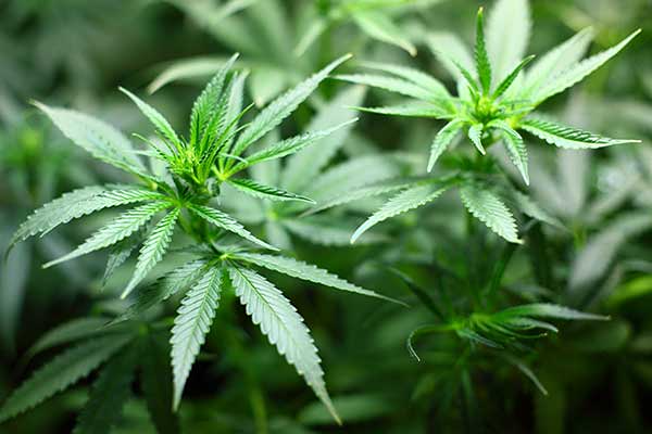 Protéger boutique CBD en Vendée
